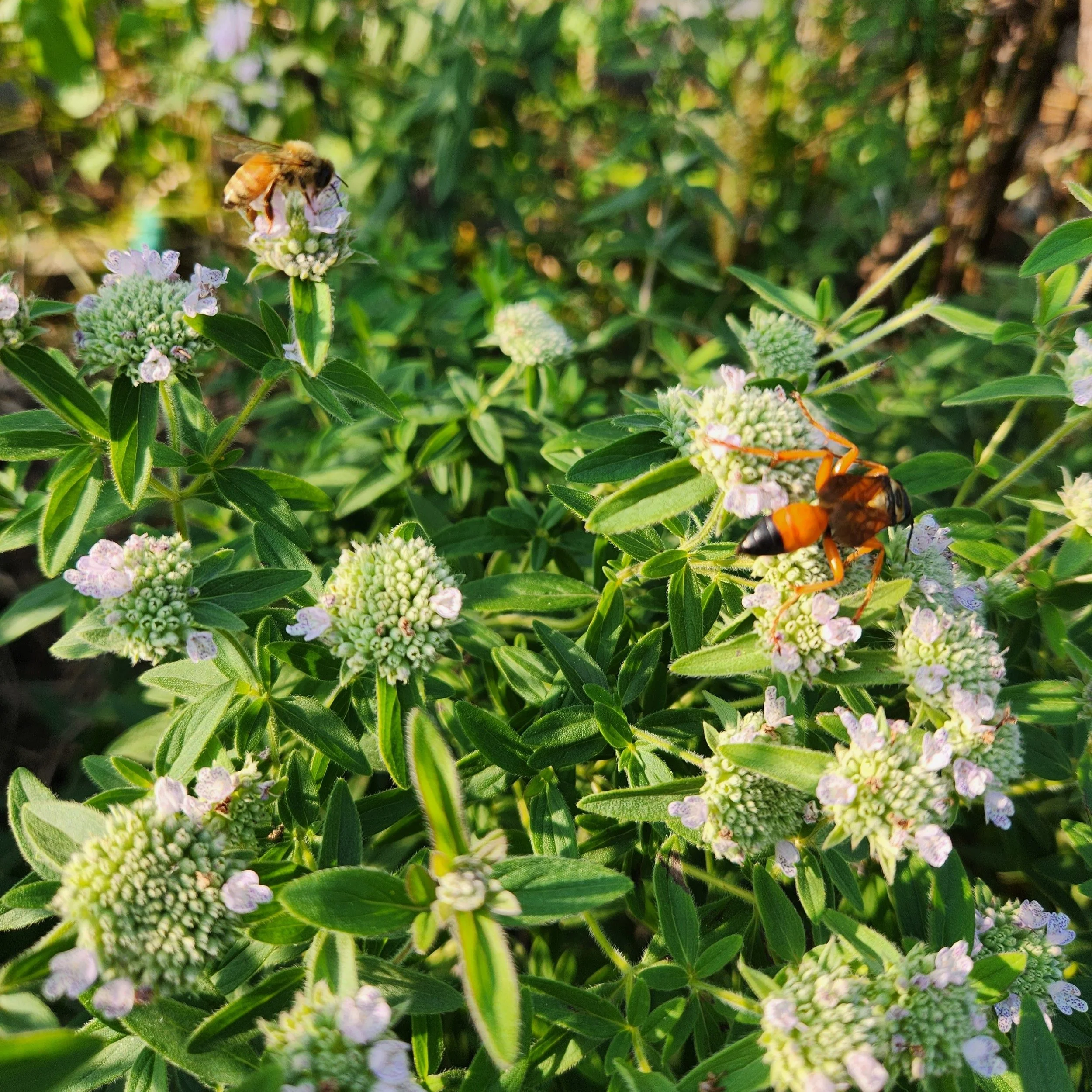 Pycnanthemum pilosum, Hairy Mountain Mint — Detroit Abloom